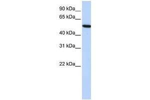Western Blotting (WB) image for anti-Histidine-Rich Glycoprotein (HRG) antibody (ABIN2458582)