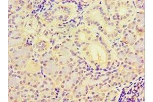 Immunohistochemistry of paraffin-embedded human pancreatic tissue using ABIN7160486 at dilution of 1:100 (MYDGF antibody  (AA 32-173))