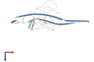 AlphaFold protein structure predicition of Mouse Recombinant Cep85 Protein, UniprotID Q8BMK0 (CEP85 Protein (AA 1-761) (His tag))