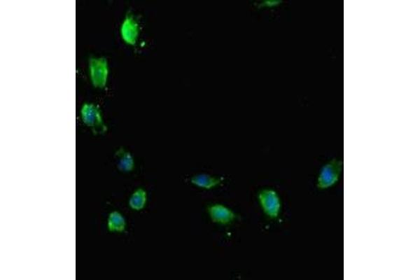 ATRX antibody  (AA 2161-2443)