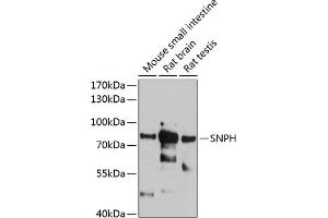 Western blot analysis of extracts of various cell lines, using SNPH antibody (ABIN6128797, ABIN6148202, ABIN6148203 and ABIN6215909) at 1:1000 dilution. (Syntaphilin antibody  (AA 300-425))
