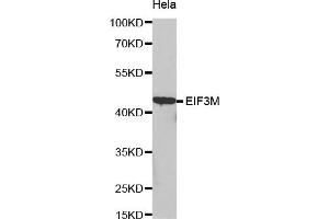 Western Blotting (WB) image for anti-Eukaryotic Translation Initiation Factor 3, Subunit M (EIF3M) antibody (ABIN1872494) (Eukaryotic Translation Initiation Factor 3, Subunit M (EIF3M) antibody)