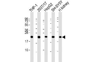 All lanes : Anti-GPX1 Antibody (C-term) at 1:2000 dilution Lane 1: THP-1 whole cell lysate Lane 2: 293T/17 whole cell lysate Lane 3: HepG2 whole cell lysate Lane 4: SH-SY5Y whole cell lysate Lane 5: human kidney lysate Lysates/proteins at 20 μg per lane. (Glutathione Peroxidase 1 antibody  (C-Term))