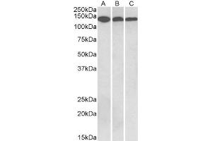 ABIN5539512 (0. (Contactin 1 antibody  (Internal Region))