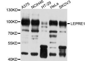 Western blot analysis of extract of various cells, using LEPRE1 antibody. (LEPRE1 antibody)