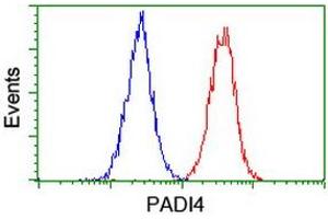 Image no. 2 for anti-Peptidyl Arginine Deiminase, Type IV (PADI4) (AA 299-588) antibody (ABIN1491355) (PAD4 antibody  (AA 299-588))