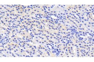 Detection of MSRA in Human Kidney Tissue using Polyclonal Antibody to Methionine Sulfoxide Reductase A (MSRA) (MSRA antibody  (AA 27-235))