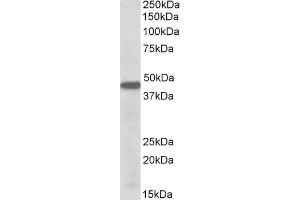ABIN2564400 (0. (PBX1 antibody  (Internal Region))