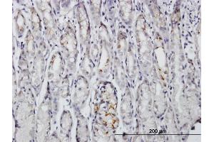 Immunoperoxidase of purified MaxPab antibody to BAG4 on formalin-fixed paraffin-embedded human stomach. (BAG4 antibody  (AA 1-457))