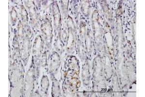 Immunoperoxidase of purified MaxPab antibody to BAG4 on formalin-fixed paraffin-embedded human stomach.