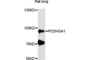 Western blot analysis of extracts of rat lung, using PCDHGA1 antibody (ABIN6291192) at 1:3000 dilution.