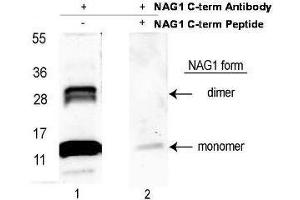 Western blot using  affinity purified anti-NAG-1/GDF15 (C-terminal) antibody shows detection NAG-1 purified from CHO cells as a 14 kDa band corresponding to monomer and a 28 kDa band corresponding to dimerized NAG-1. (GDF15 antibody  (C-Term) (Biotin))