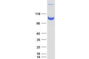 Validation with Western Blot (BIN1 Protein (Transcript Variant 2) (Myc-DYKDDDDK Tag))