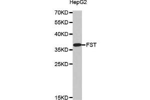 Western blot analysis of extracts of HepG2 cell line, using FST antibody. (Follistatin antibody)