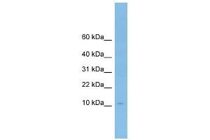 ApoA-II antibody used at 1 ug/ml to detect target protein. (APOA2 antibody  (N-Term))