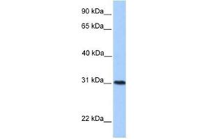 HELT antibody used at 0. (HELT antibody  (Middle Region))