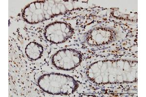 DYRK3 antibody  (AA 1-568)