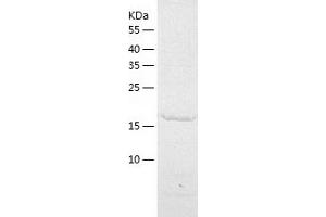 Western Blotting (WB) image for Cerebral Dopamine Neurotrophic Factor (CDNF) (AA 25-187) protein (His tag) (ABIN7287443) (CDNF Protein (AA 25-187) (His tag))