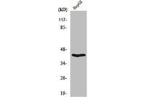 Western Blot analysis of HepG2 cells using OX2R Polyclonal Antibody (CD200R1 antibody  (C-Term))