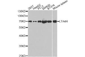 Western blot analysis of extracts of various cell lines, using LTA4H antibody. (LTA4H antibody  (AA 312-611))