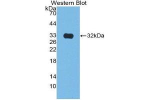 Western Blotting (WB) image for anti-Citrate Synthase (CS) (AA 56-312) antibody (ABIN1867406) (CS antibody  (AA 56-312))