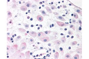 Anti-BRS3 antibody IHC of human pregnant uterus. (BRS3 antibody  (N-Term))