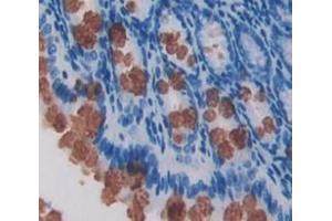 IHC-P analysis of Mouse Tissue, with DAB staining. (REG3g antibody  (AA 45-152))