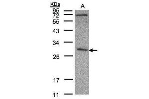 WB Image Sample(30 μg of whole cell lysate) A:HeLa S3, 12% SDS PAGE antibody diluted at 1:500 (CLIC3 antibody)
