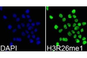 Immunofluorescence analysis of 293T cell using H3R26me1 antibody. (Histone 3 antibody  (H3R26me))