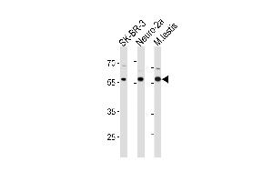RELA Antibody (p) (ABIN1881742 and ABIN2839052) western blot analysis in SK-BR-3,mouse Neuro-2a cell line and mouse testis tissue lysates (35 μg/lane). (NF-kB p65 antibody  (C-Term))