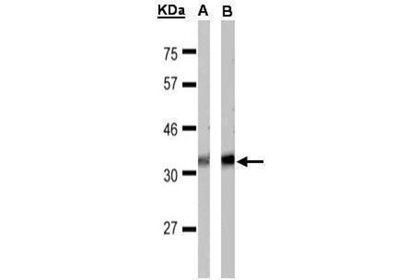 FFAR1 antibody  (C-Term)