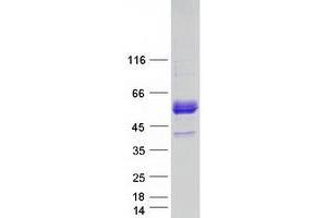 Validation with Western Blot (ERMAP Protein (Transcript Variant 2) (Myc-DYKDDDDK Tag))