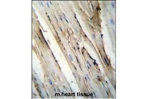 FUT4 Antibody (C-term) (ABIN656005 and ABIN2845382) immunohistochemistry analysis in formalin fixed and paraffin embedded mouse heart tissue followed by peroxidase conjugation of the secondary antibody and DAB staining. (CD15 antibody  (C-Term))