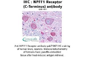 Image no. 1 for anti-Neuropeptide FF Receptor 1 (NPFFR1) (C-Term) antibody (ABIN1737467) (NPFFR1 antibody  (C-Term))