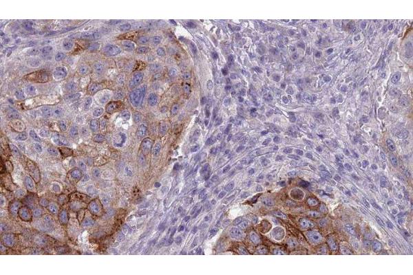 BAI1 antibody  (Internal Region)