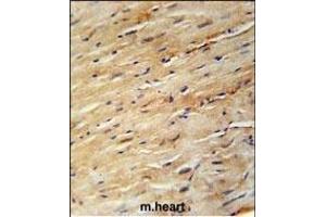 KIF24 Antibody (N-term) (ABIN651907 and ABIN2840447) immunohistochemistry analysis in formalin fixed and paraffin embedded mouse heart tissue followed by peroxidase conjugation of the secondary antibody and DAB staining. (KIF24 antibody  (N-Term))