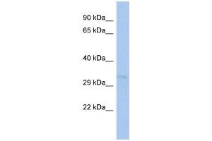 WB Suggested Anti-TOMM40L Antibody Titration:  0. (TOMM40L antibody  (Middle Region))