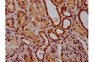 IHC image of ABIN7143017 diluted at 1:300 and staining in paraffin-embedded human kidney tissue performed on a Leica BondTM system. (Acidic Repeat-Containing Protein (GCNA) (AA 364-443) antibody)
