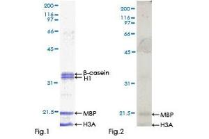 Kinase Activity Assay (KAA) image for V-Raf Murine Sarcoma 3611 Viral Oncogene Homolog (ARAF) (AA 1-606) protein (GST tag) (ABIN1345430)