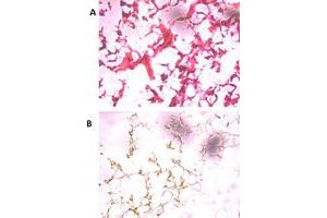 Image no. 2 for anti-Ubiquitin Carboxyl-terminal Hydrolase L5 (UCHL5) (N-Term) antibody (ABIN357513) (UCHL5 antibody  (N-Term))