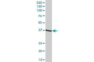 ADH1C MaxPab polyclonal antibody. (ADH1C antibody  (AA 1-375))