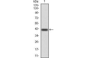 Western blot analysis using KCND2 mAb against human KCND2 (AA: 27-184) recombinant protein.