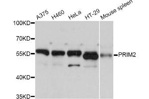 Western blot analysis of extracts of various cell lines, using PRIM2 Antibody. (PRIM2 antibody)