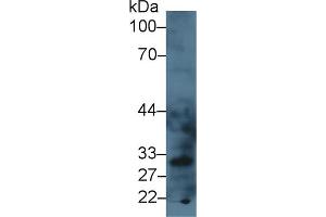 Western blot analysis of Mouse Liver lysate, using Mouse LOX1 Antibody (3 µg/ml) and HRP-conjugated Goat Anti-Rabbit antibody ( (OLR1 antibody  (AA 60-312))