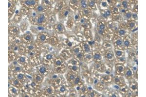 DAB staining on IHC-P; Samples: Mouse Liver Tissue (HMOX2 antibody  (AA 41-292))