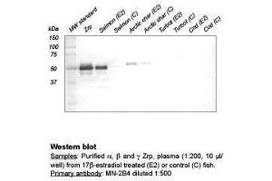 Western Blot (Zona Radiata Protein antibody)
