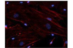 Immunofluorescence (IF) image for anti-Actin, beta (ACTB) antibody (ABIN2664066) (beta Actin antibody)