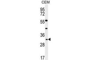 APOF Antibody (Center) western blot analysis in CEM cell line lysates (35µg/lane). (Apolipoprotein F antibody  (Middle Region))
