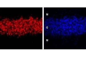 Expression of GABA(A) δ receptor in rat cerebellum - Immunohistochemical staining of GABA(A) δ receptor in rat cerebellum using Anti-GABA(A) δ Receptor (extracellular) Antibody (ABIN7043177, ABIN7044311 and ABIN7044312). (GABRD antibody  (Extracellular, N-Term))