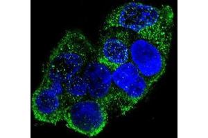 Confocal immunofluorescent analysis of COL8A2 Antibody (C-term)(Cat#AP51019PU-N) with HepG2 cell followed by Alexa Fluor 488-conjugated goat anti-rabbit lgG (green). (COL8a2 antibody  (C-Term, Chain alpha 2))